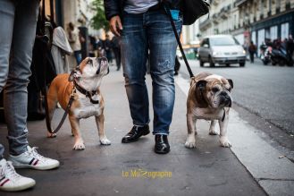 Bulldog par Le MuZographe, photographe pour chiens