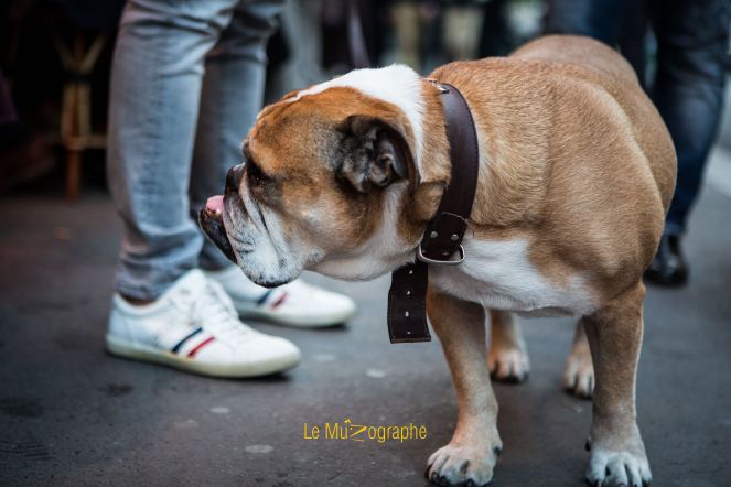 Bulldog par Le MuZographe, photographe pour chiens