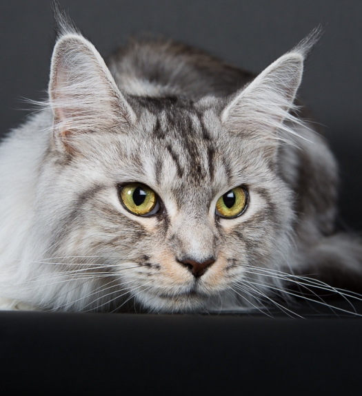 Portrait de chat Maine Coon par le MuZographe, photographe pour chat