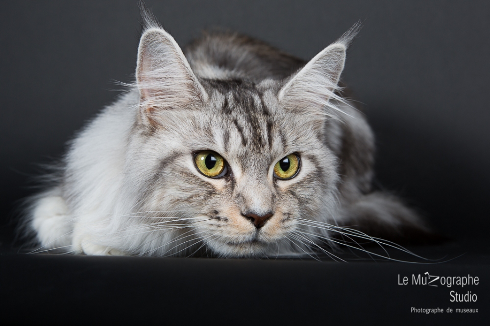 Portrait de chat Maine Coon par le MuZographe, photographe pour chat