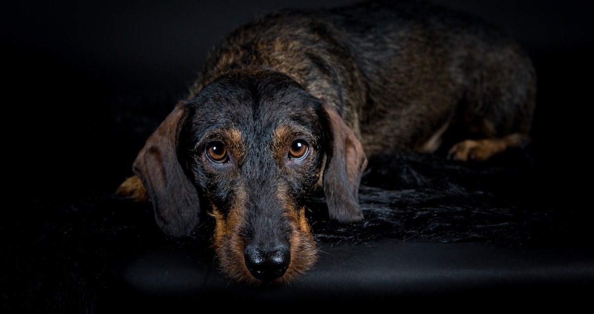 Portrait d'un teckel à poil dur, en studio par Nathalie Tiennot, photographe chien à domicile
