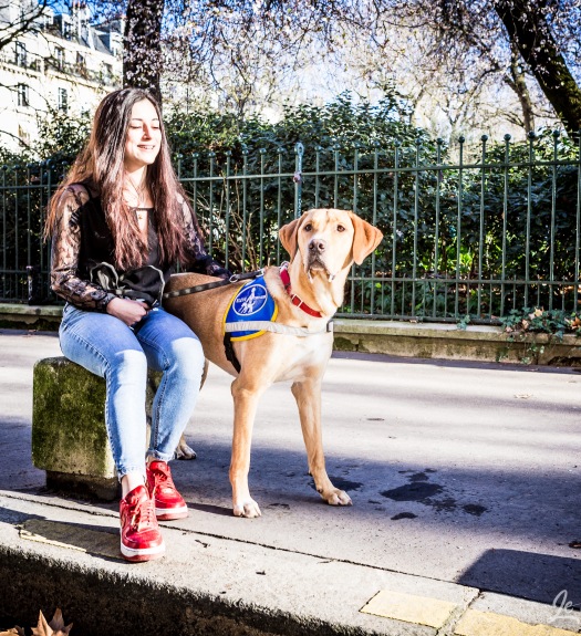 Labrador futur chien d'aveugle à Paris