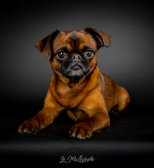Petit brabançon dog model en studio © Nathalie Tiennot photographe chien Paris